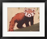 Red Panda I Framed Print