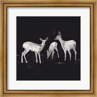 Sophisticated Whitetail I Fine Art Print