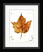 Autumn Leaf Study I Framed Print