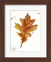 Autumn Leaf Study II Fine Art Print