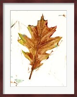 Autumn Leaf Study II Fine Art Print