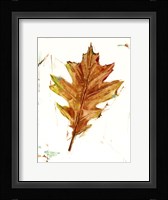 Autumn Leaf Study II Framed Print