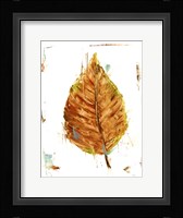 Autumn Leaf Study III Framed Print