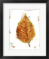 Autumn Leaf Study III Framed Print
