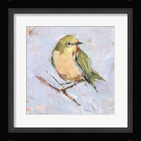 Bird Variety II Framed Print