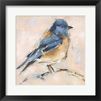 Bird Variety III Framed Print