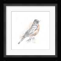 Robin Bird Sketch I Framed Print