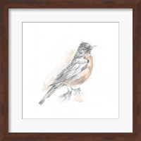 Robin Bird Sketch I Fine Art Print