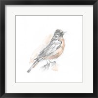 Robin Bird Sketch I Framed Print