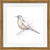 Robin Bird Sketch II Fine Art Print