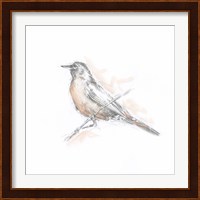 Robin Bird Sketch II Fine Art Print