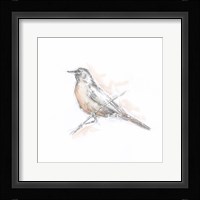 Robin Bird Sketch II Framed Print