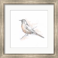 Robin Bird Sketch II Fine Art Print