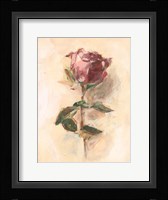 Painterly Rose Study I Framed Print