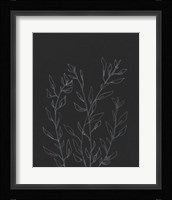 Simple Stalk I Framed Print