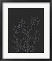 Simple Stalk I Framed Print