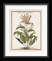 Munting Botanicals I Framed Print
