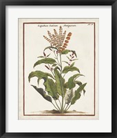 Munting Botanicals I Framed Print