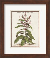 Munting Botanicals II Fine Art Print