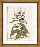 Munting Botanicals II Fine Art Print