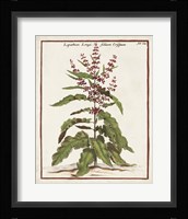 Munting Botanicals II Framed Print