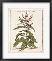 Munting Botanicals II Framed Print