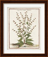 Munting Botanicals III Fine Art Print
