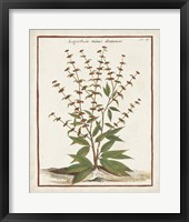 Munting Botanicals III Framed Print
