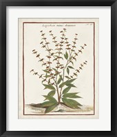 Munting Botanicals III Framed Print
