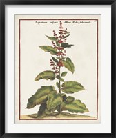 Munting Botanicals IV Fine Art Print