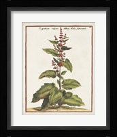 Munting Botanicals IV Framed Print