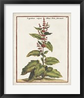 Munting Botanicals IV Framed Print
