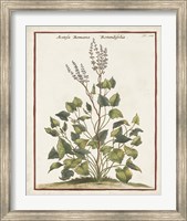 Munting Botanicals V Fine Art Print