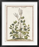 Munting Botanicals V Fine Art Print