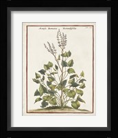 Munting Botanicals V Framed Print