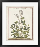 Munting Botanicals V Framed Print