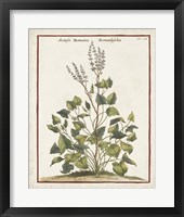 Munting Botanicals V Framed Print
