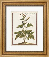 Munting Botanicals VI Fine Art Print
