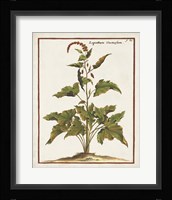 Munting Botanicals VI Framed Print
