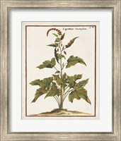 Munting Botanicals VI Fine Art Print