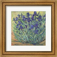 Irises in Bloom I Fine Art Print