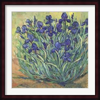 Irises in Bloom I Fine Art Print