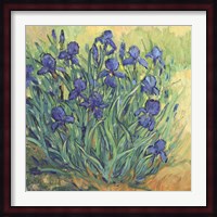 Irises in Bloom II Fine Art Print