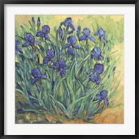 Irises in Bloom II Fine Art Print