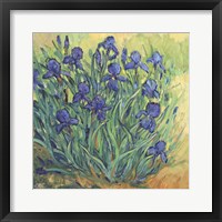 Irises in Bloom II Framed Print