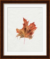 Watercolor Autumn Leaf II Fine Art Print