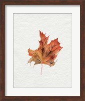 Watercolor Autumn Leaf II Fine Art Print