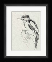 Woodpecker Sketch I Framed Print