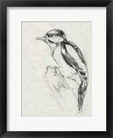 Woodpecker Sketch I Framed Print
