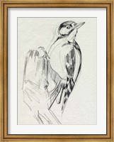 Woodpecker Sketch II Fine Art Print